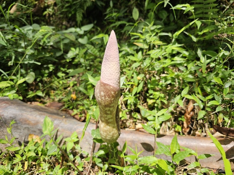 Amorphophallus muelleri photo 6