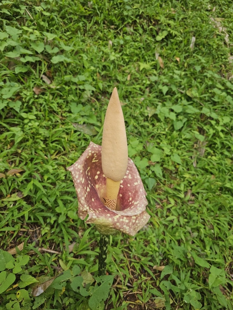Amorphophallus muelleri photo 7