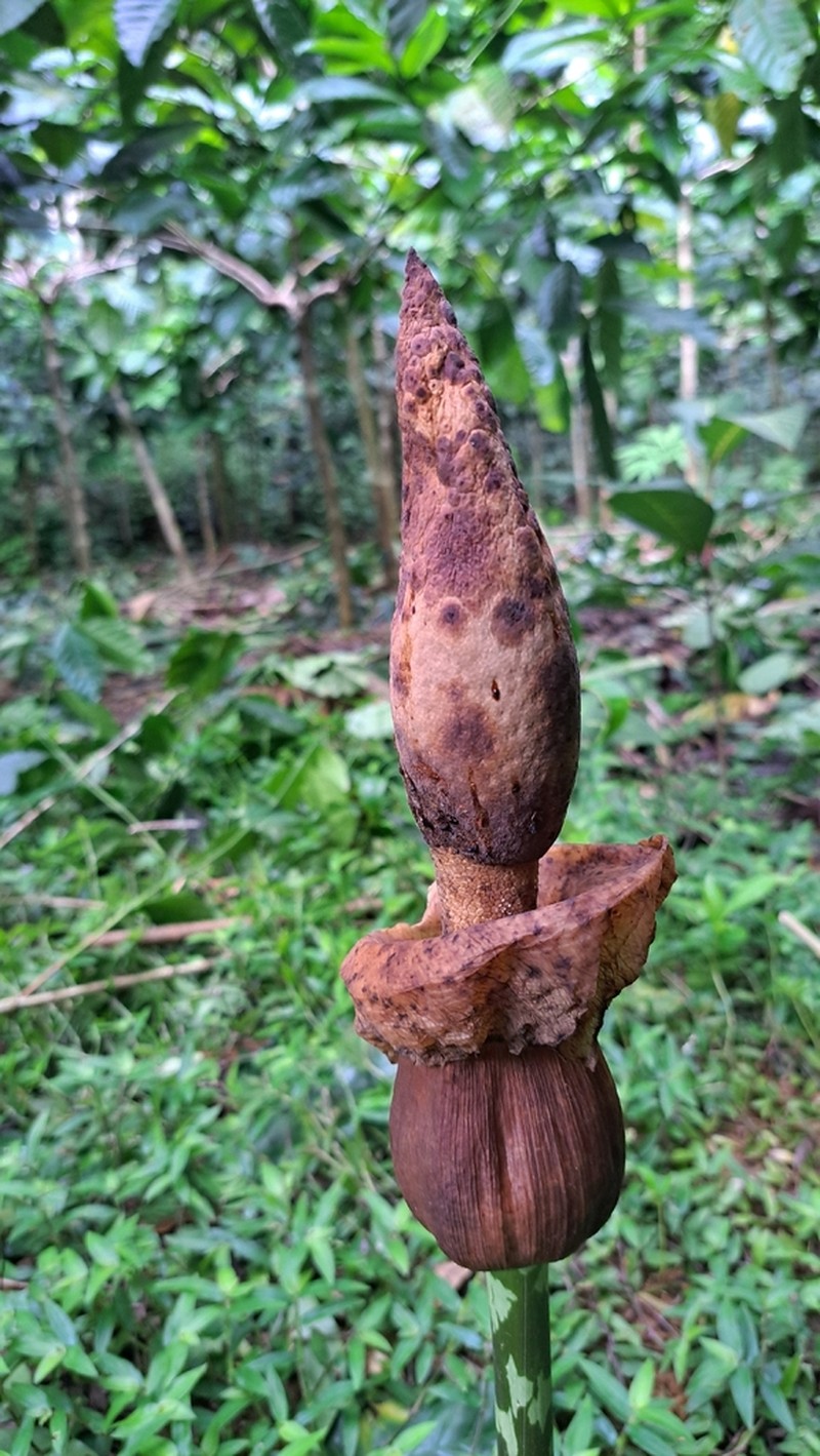 Amorphophallus muelleri photo 8