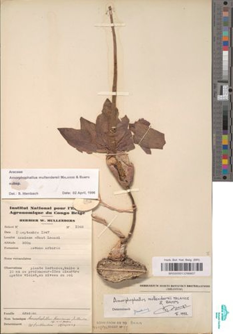 Amorphophallus mullendersii