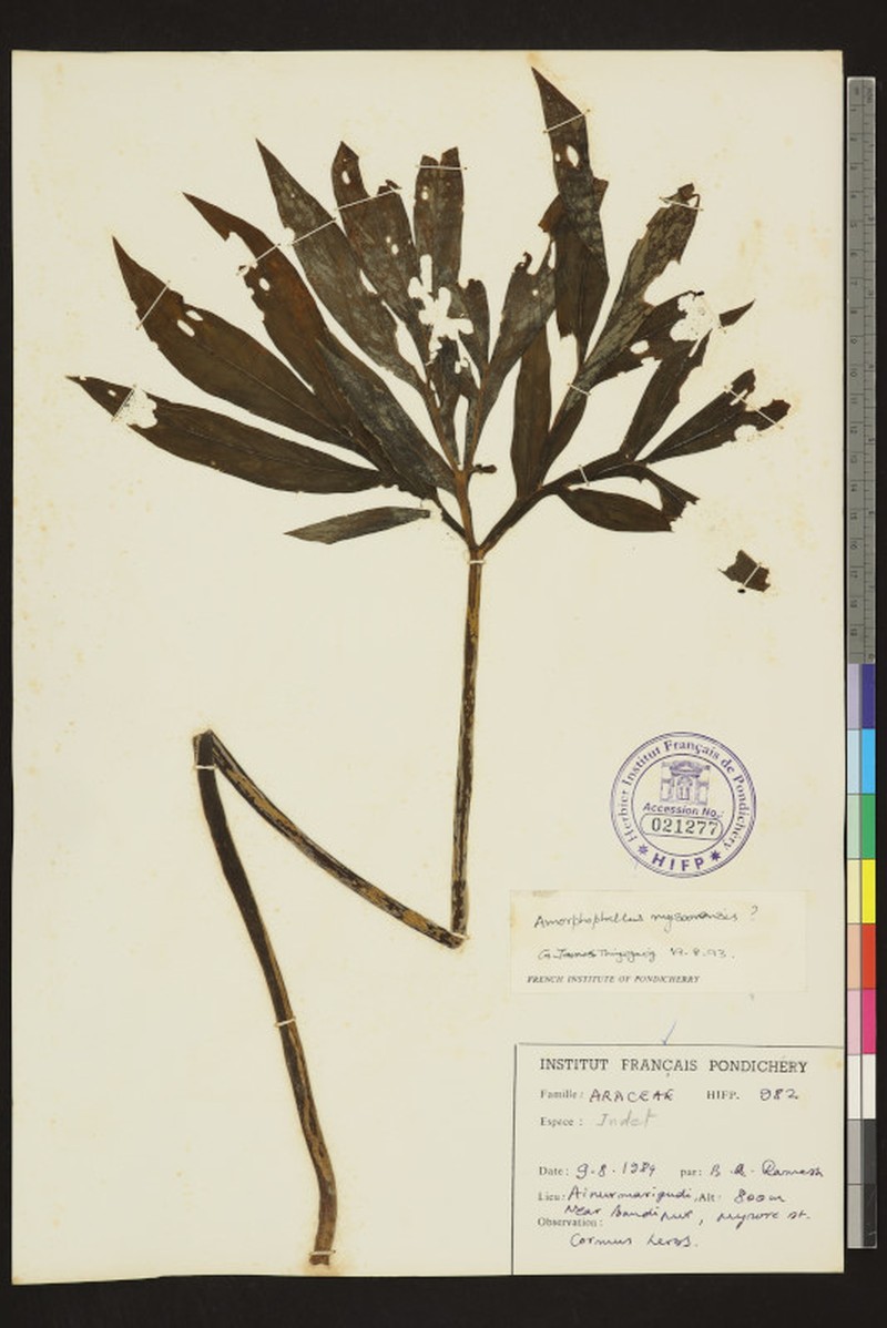 Amorphophallus mysorensis
