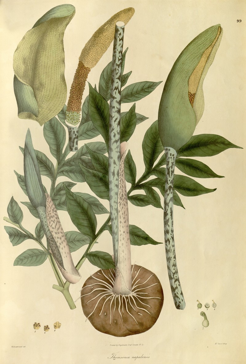 Amorphophallus napalensis
