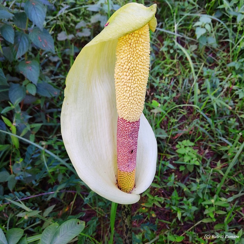 Amorphophallus napalensis photo 2