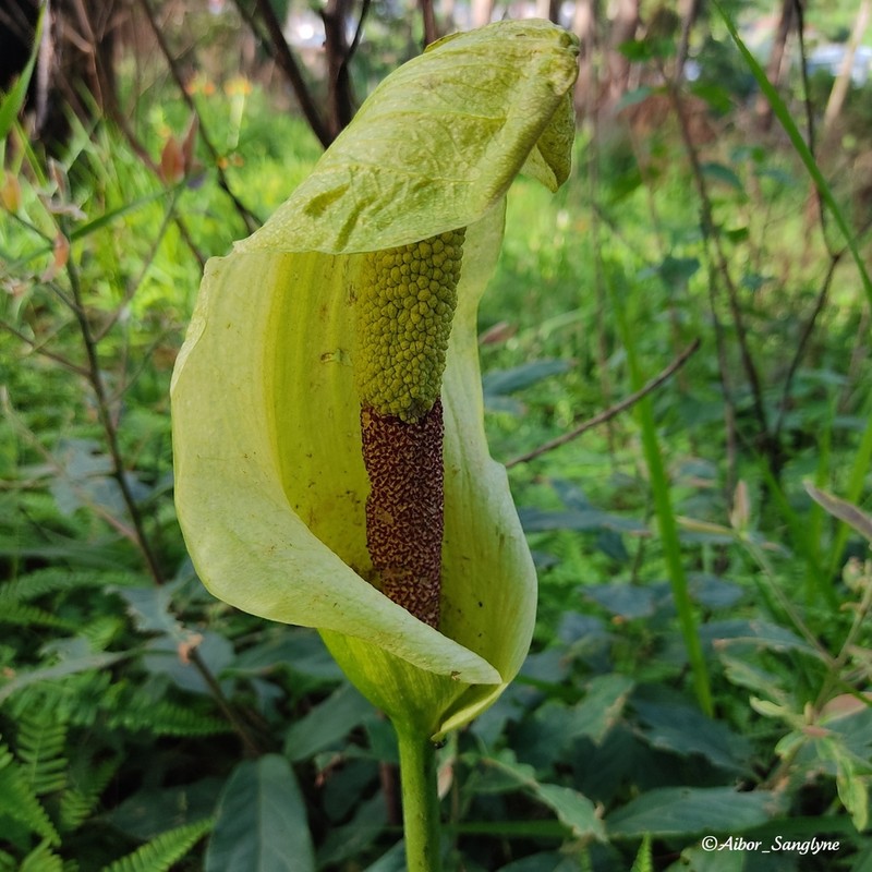 Amorphophallus napalensis photo 3