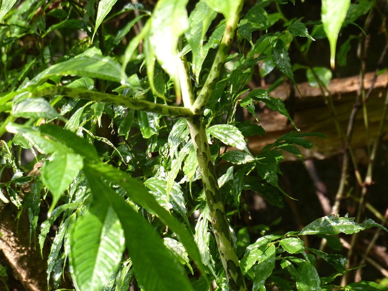 Amorphophallus napalensis photo 4