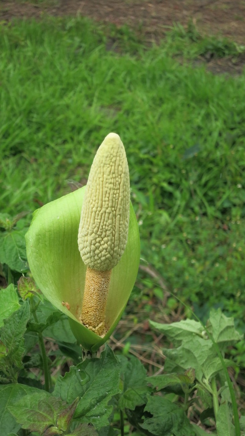 Amorphophallus napalensis photo 5