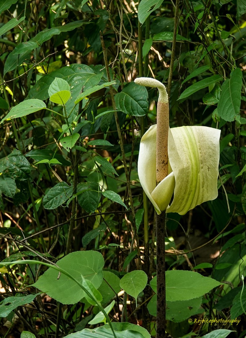 Amorphophallus napalensis photo 6