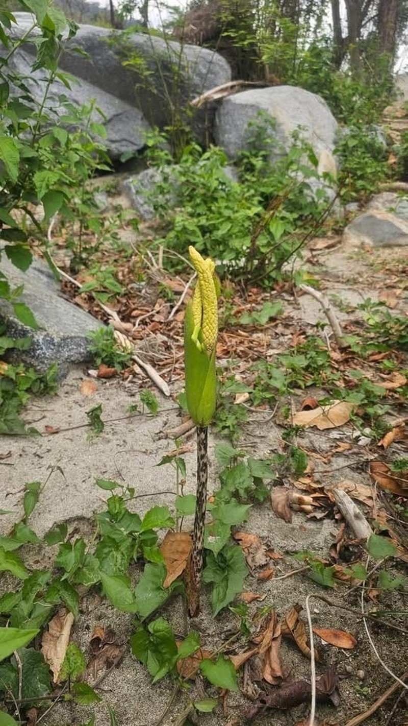Amorphophallus napalensis photo 7