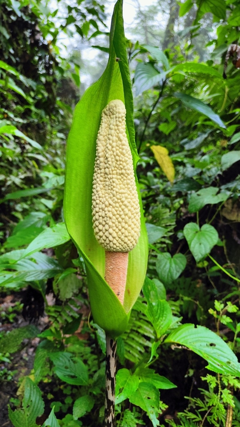 Amorphophallus napalensis photo 8