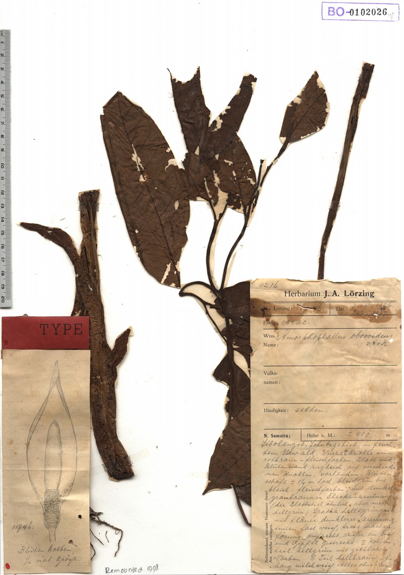 Amorphophallus obovoideus photo 2
