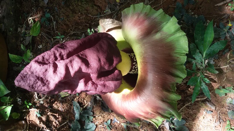 Whitespot Giant Arum
