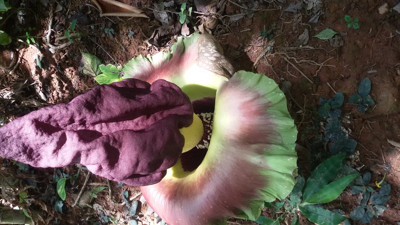 Whitespot Giant Arum photo 2