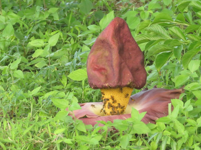 Whitespot Giant Arum photo 4