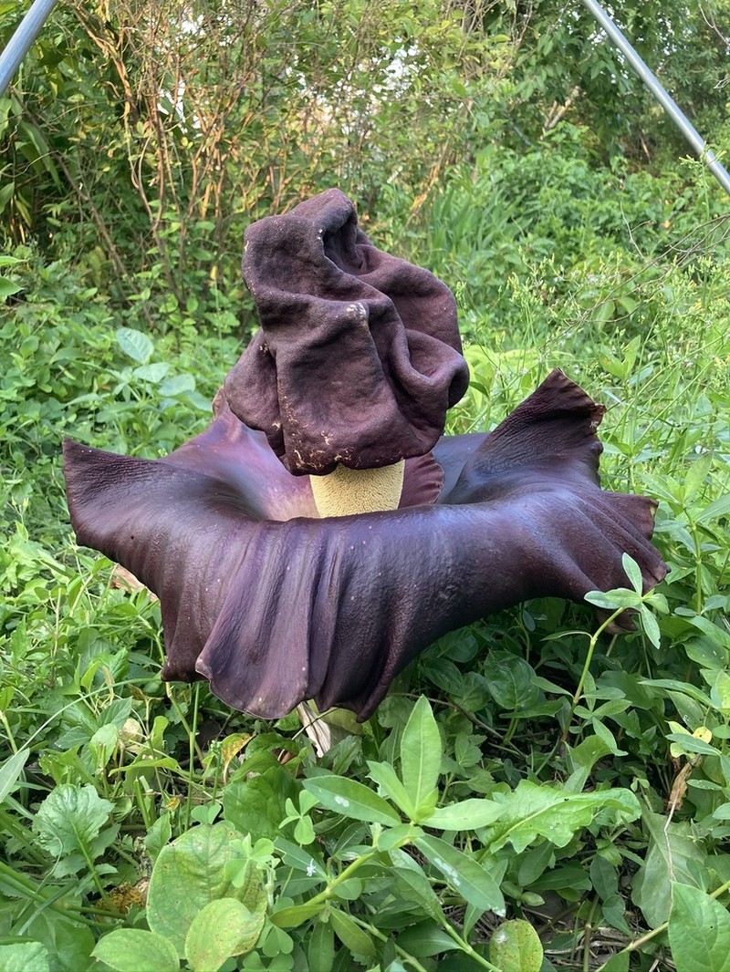 Whitespot Giant Arum photo 5
