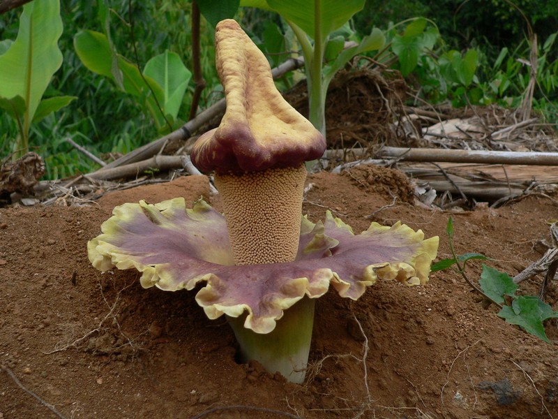 Whitespot Giant Arum photo 7