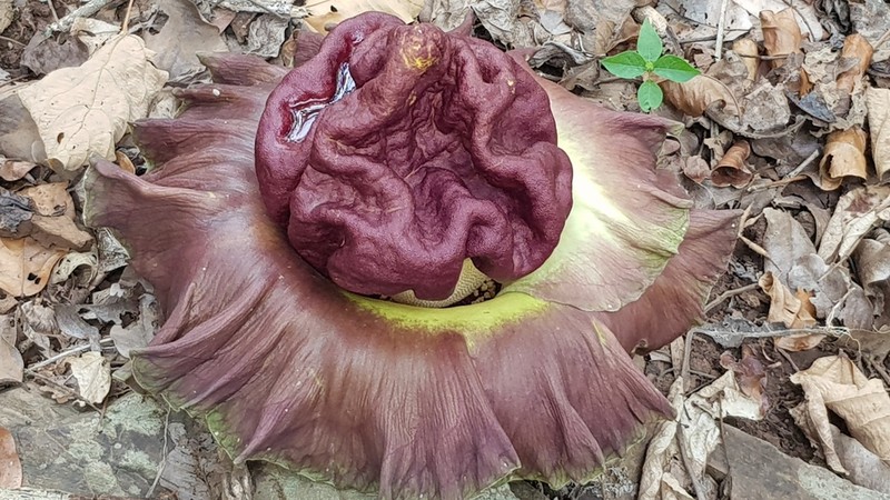 Whitespot Giant Arum photo 8