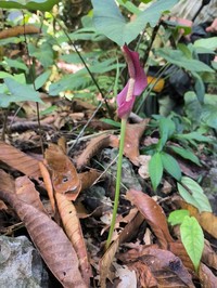 Amorphophallus palawanensis