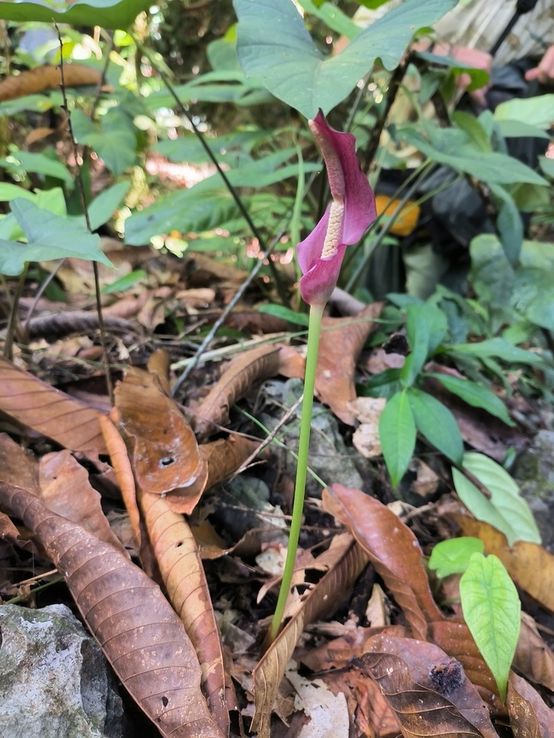 Amorphophallus palawanensis
