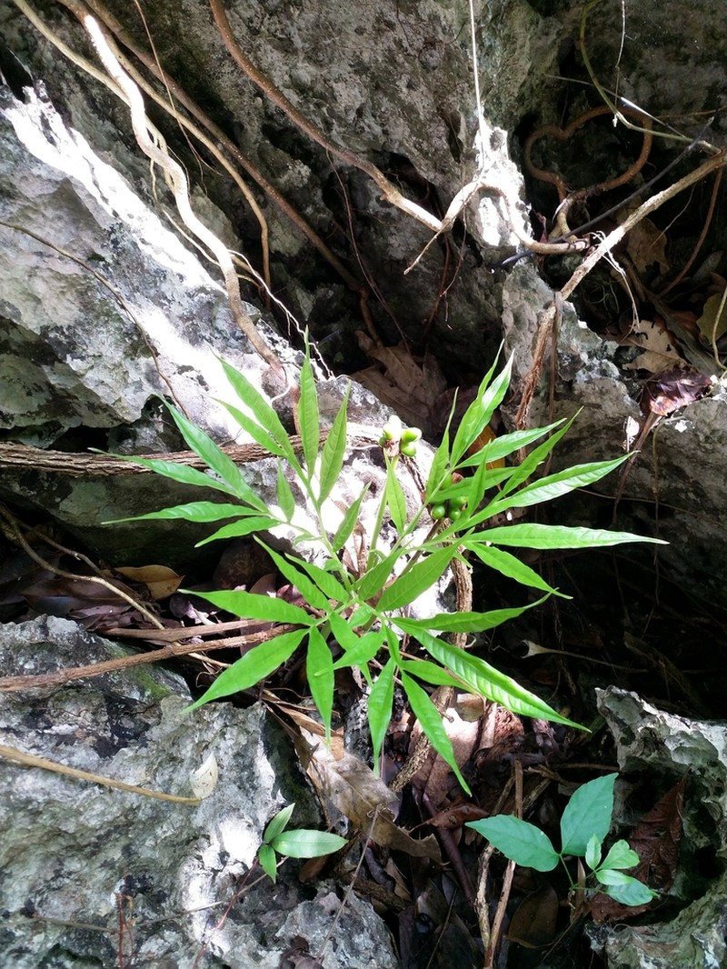Amorphophallus palawanensis photo 2