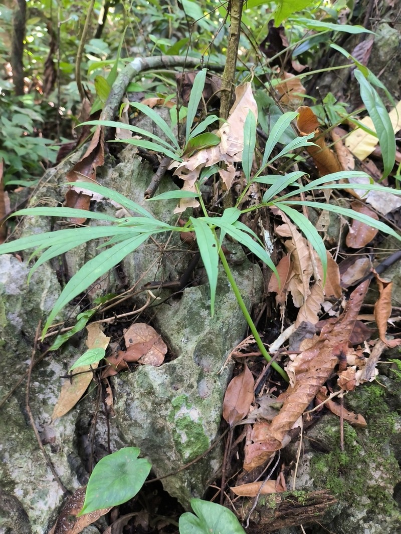 Amorphophallus palawanensis photo 3