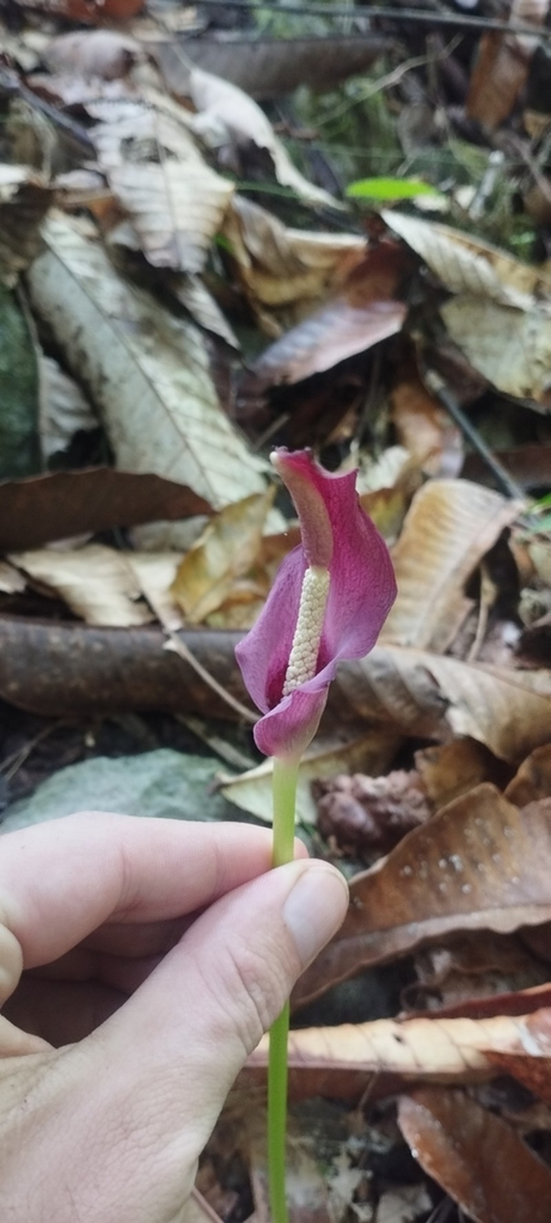 Amorphophallus palawanensis photo 4