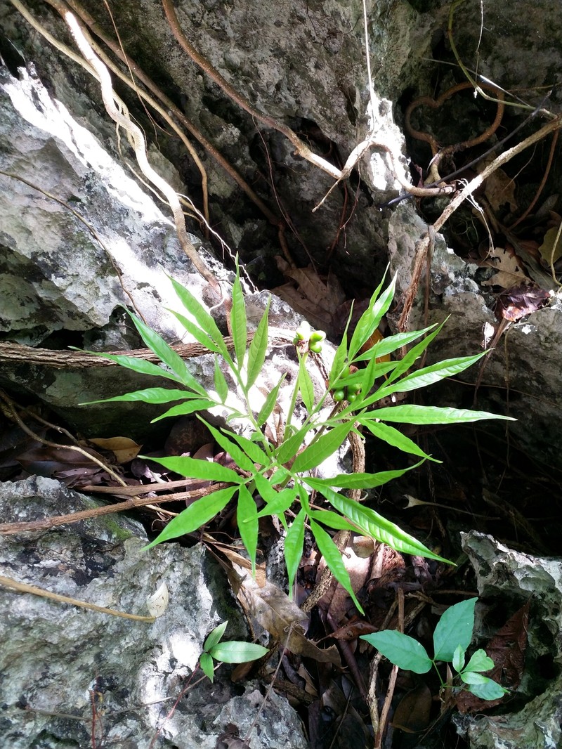 Amorphophallus palawanensis photo 8
