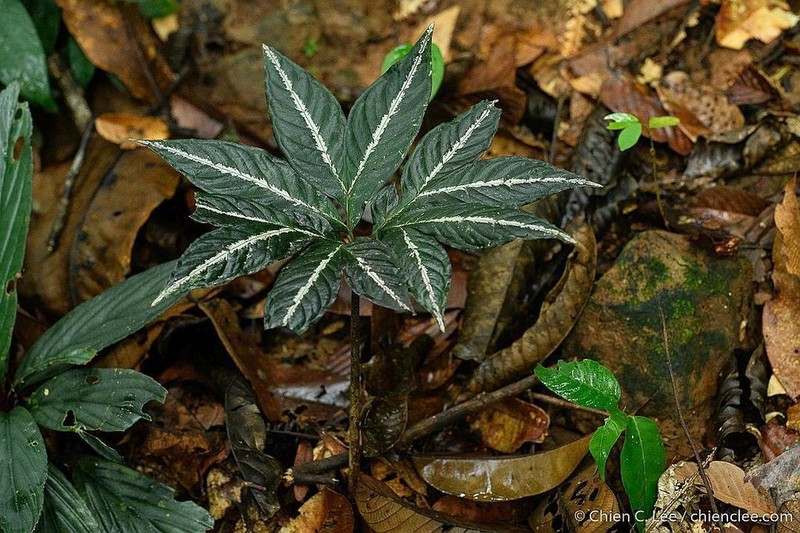 Amorphophallus pendulus photo 2