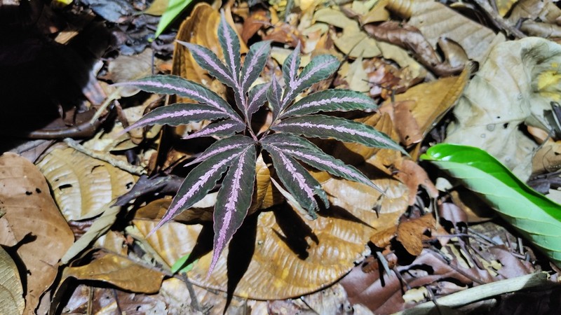 Amorphophallus pendulus photo 3