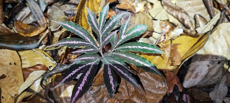 Amorphophallus pendulus photo 4