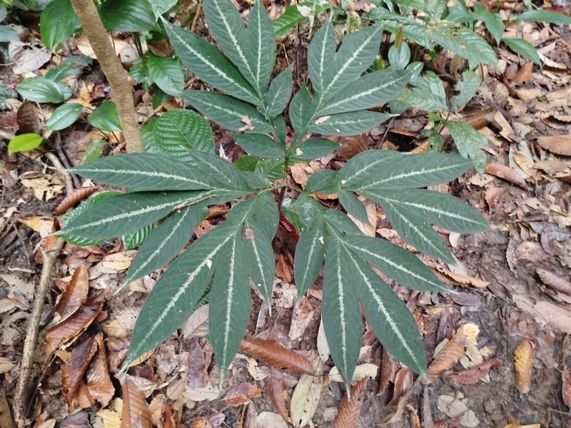 Amorphophallus pendulus photo 5