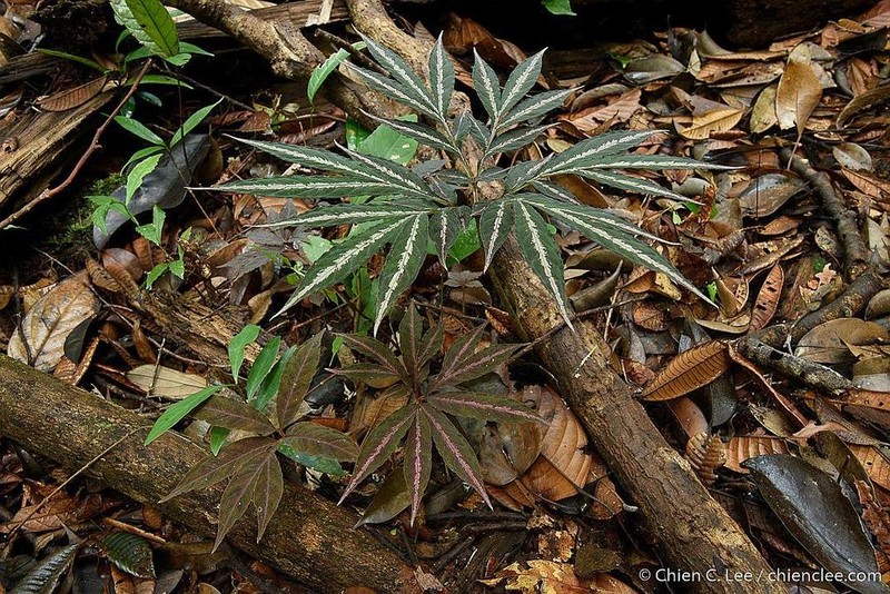 Amorphophallus pendulus photo 6