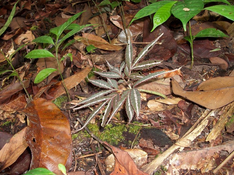 Amorphophallus pendulus photo 7