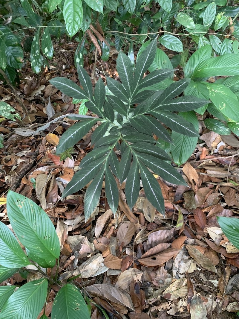 Amorphophallus pendulus photo 8