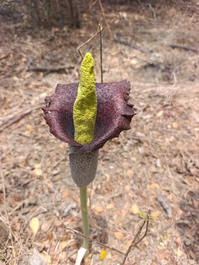 Amorphophallus perrieri photo 2