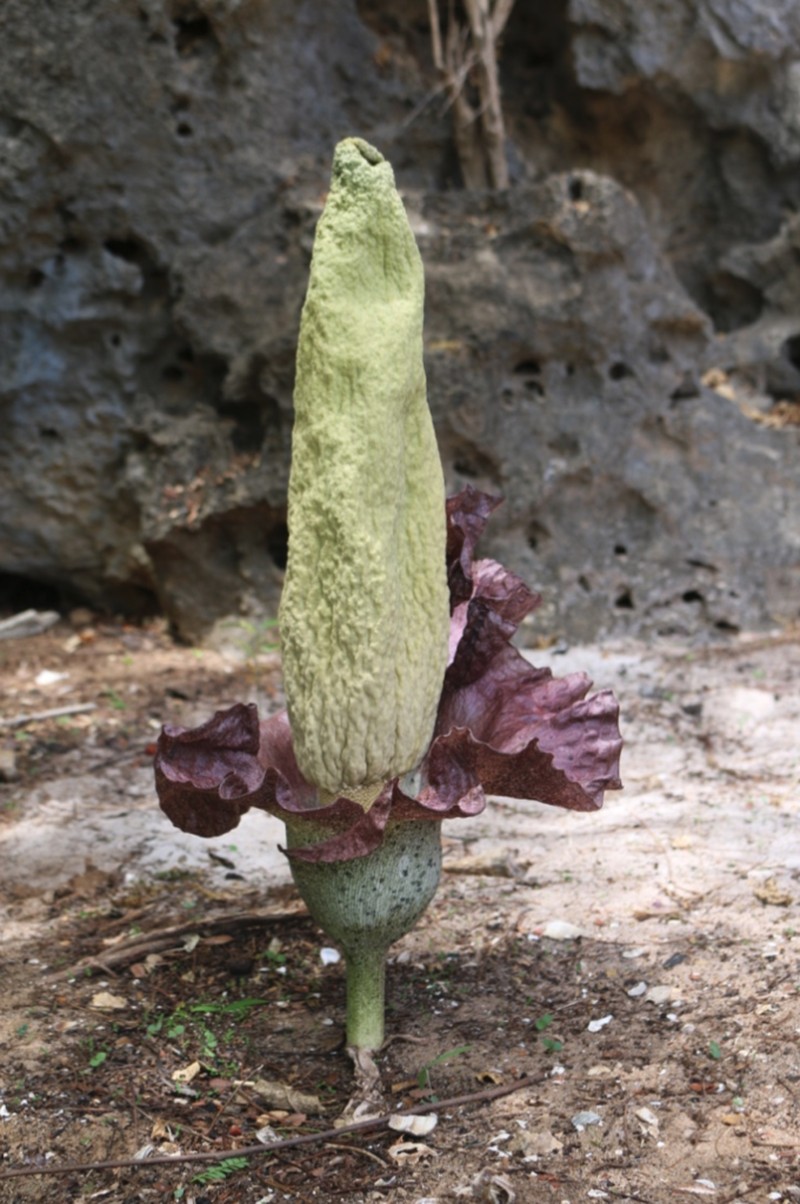 Amorphophallus perrieri photo 3
