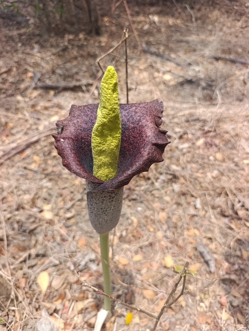 Amorphophallus perrieri photo 4