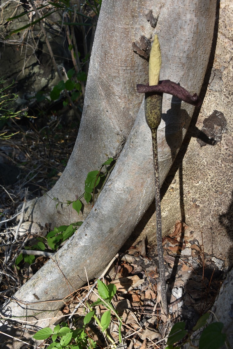 Amorphophallus perrieri photo 5