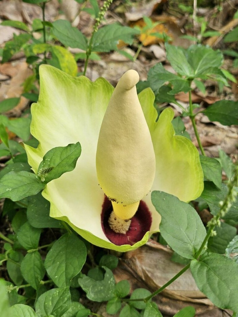 Amorphophallus prainii