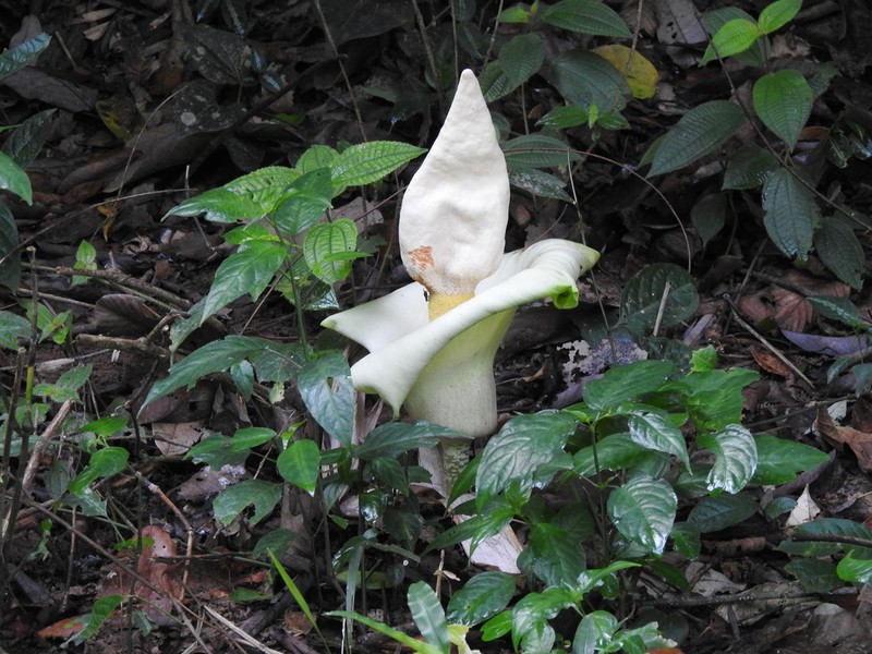 Amorphophallus prainii photo 2