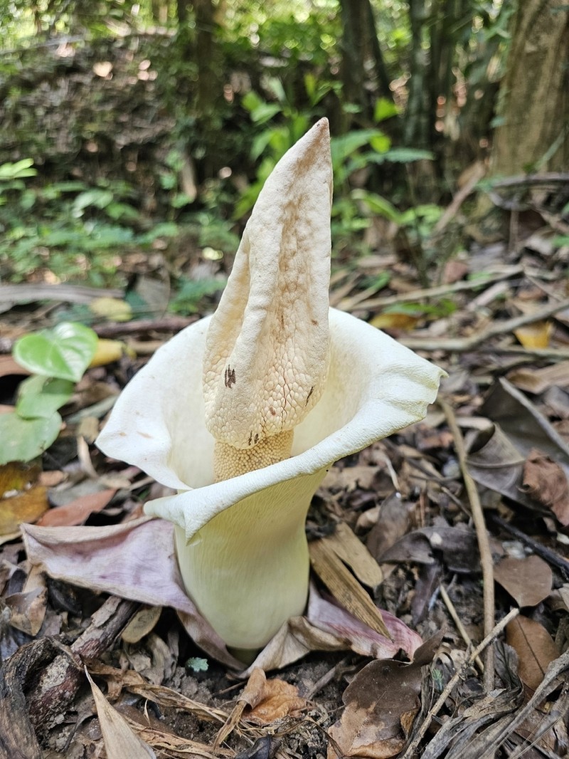 Amorphophallus prainii photo 3
