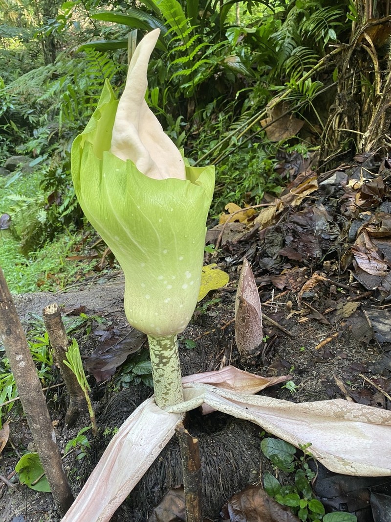 Amorphophallus prainii photo 4