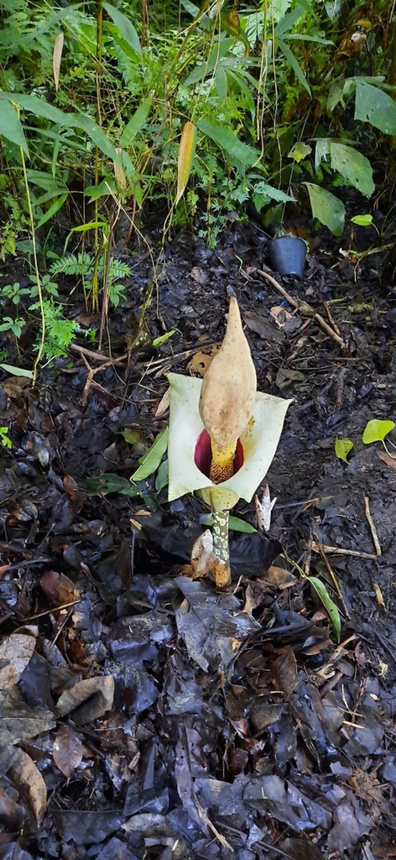 Amorphophallus prainii photo 5