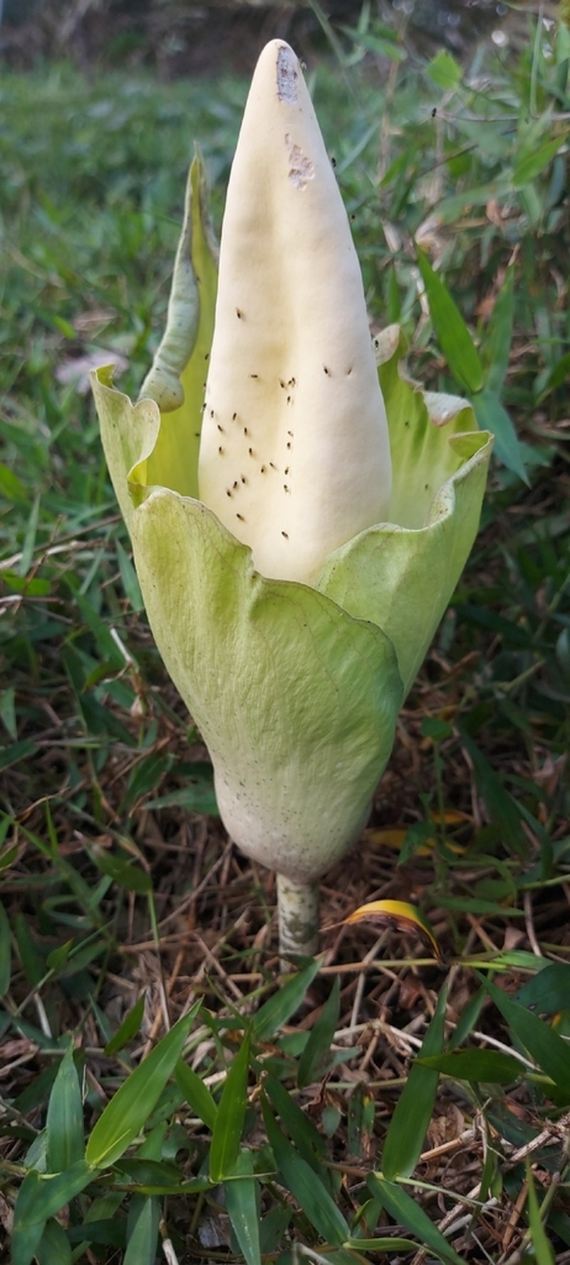 Amorphophallus prainii photo 6