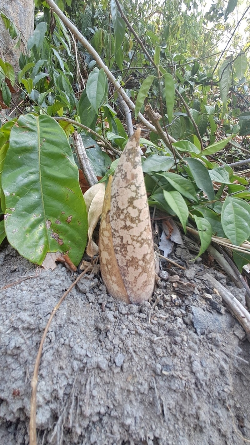 Amorphophallus prainii photo 7