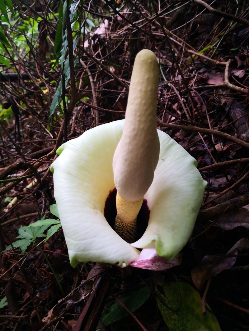 Amorphophallus prainii photo 8