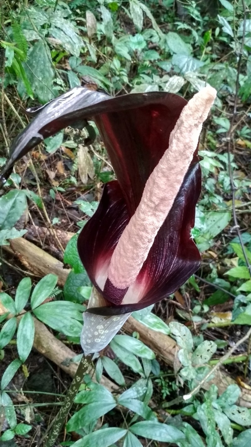 Amorphophallus sagittarius