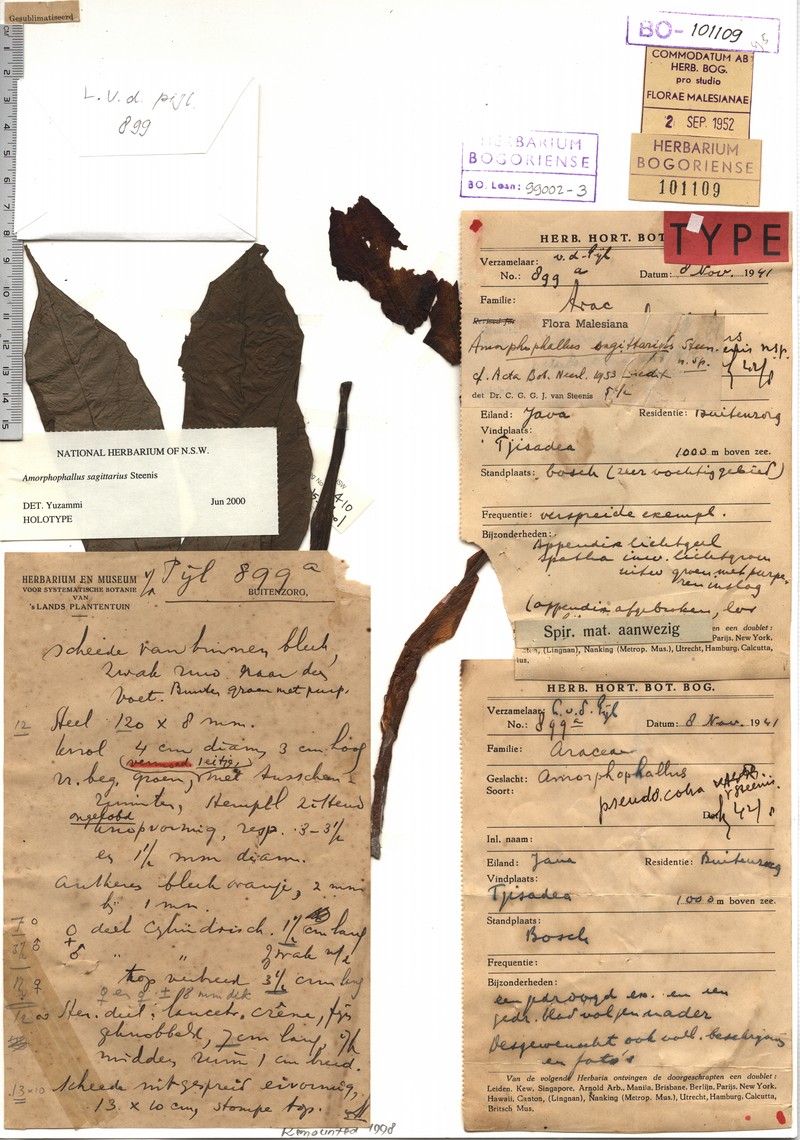 Amorphophallus sagittarius photo 2