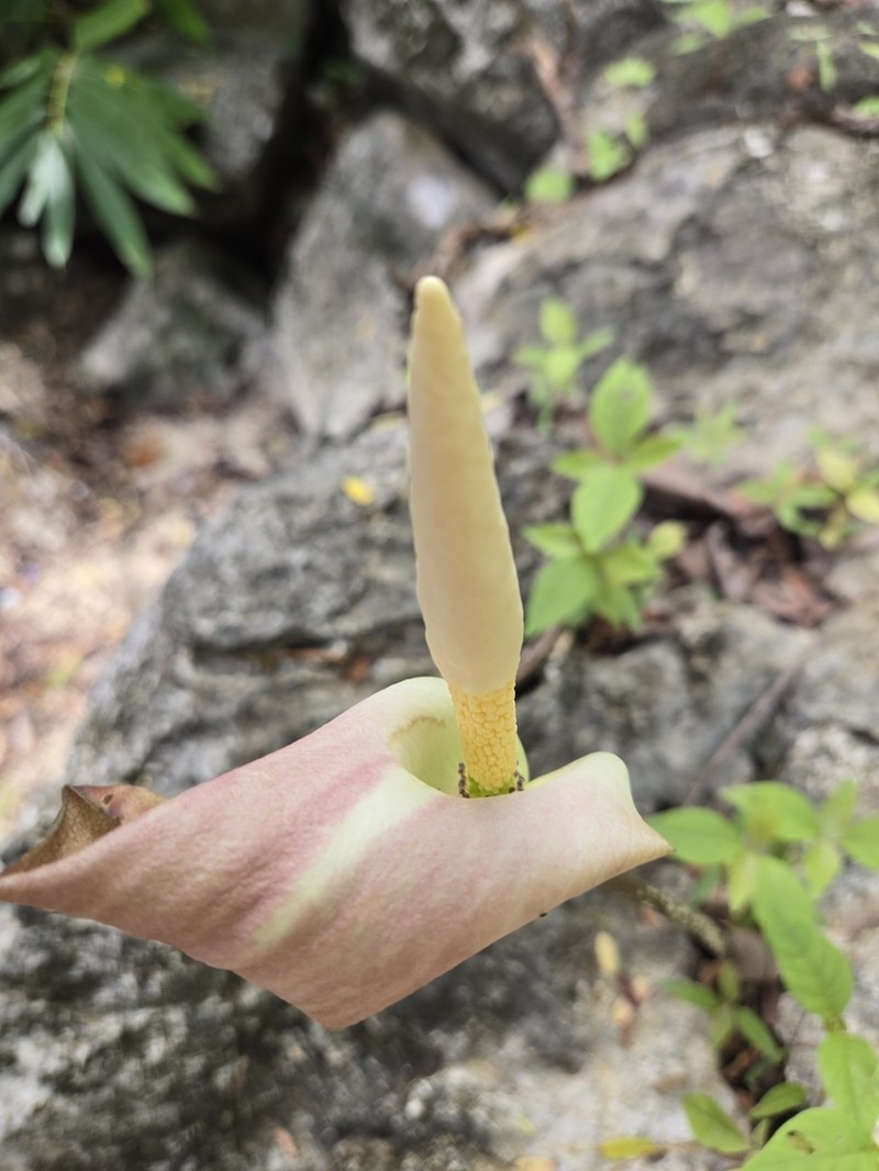Amorphophallus salmoneus photo 2
