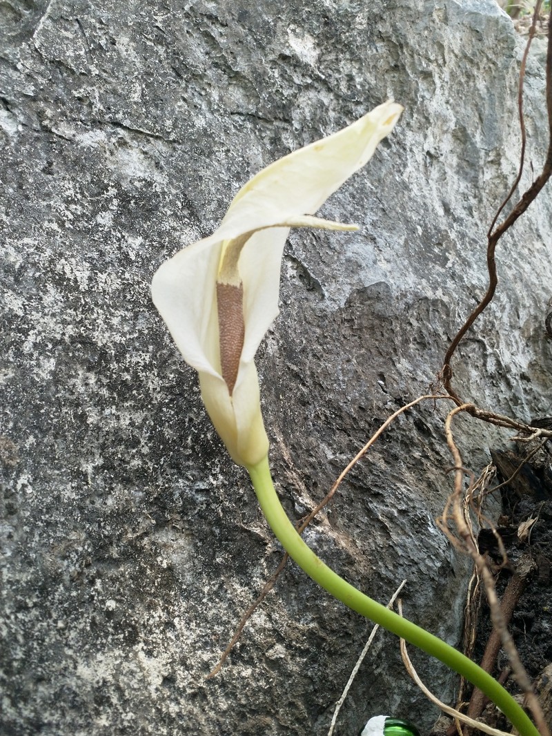 Amorphophallus salmoneus photo 4