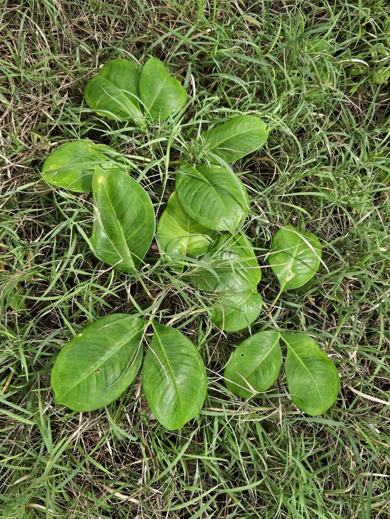 Amorphophallus saraburensis